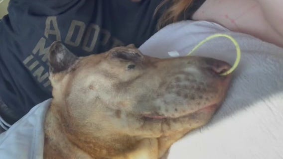 Dog dies after being intentionally set on fire