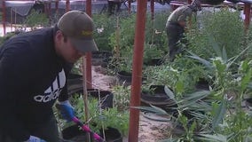 Exclusive look at San Bernardino County's push to stop illegal marijuana grow houses