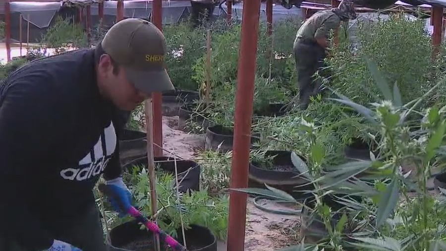 Exclusive look at San Bernardino County's push to stop illegal marijuana grow houses