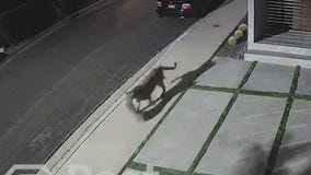 Mountain lion spotted in Studio City