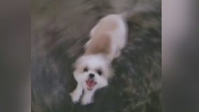 Mom reunited with her Shih Tzu days after a stranger took the dog from groomers