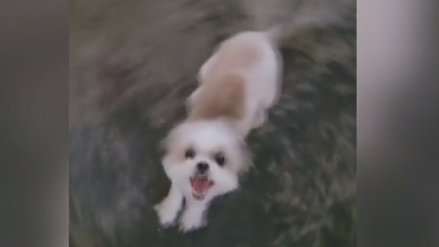 Mom reunited with her Shih Tzu days after a stranger took the dog from groomers