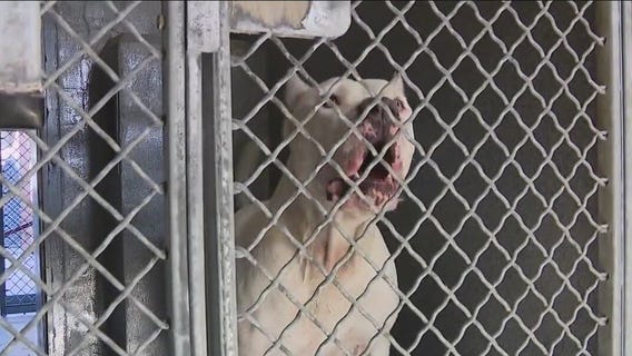 Rehoming pets during pandemic