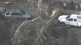 Tree smashes into car in Van Nuys