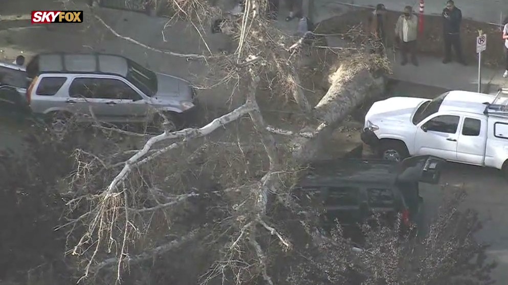 Tree smashes into car in Van Nuys