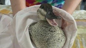 Rescuing wildlife from the California oil spill