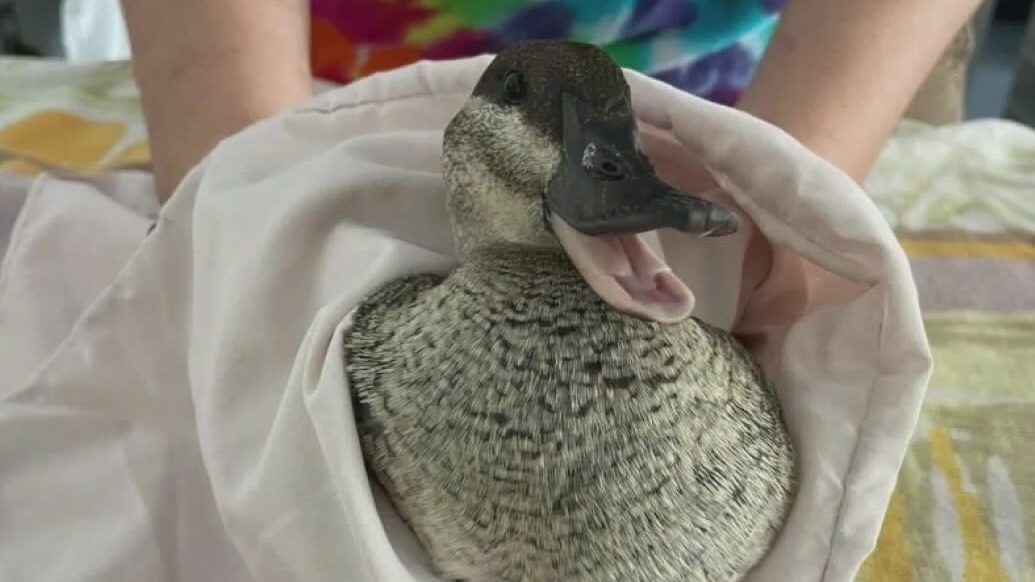Rescuing wildlife from the California oil spill