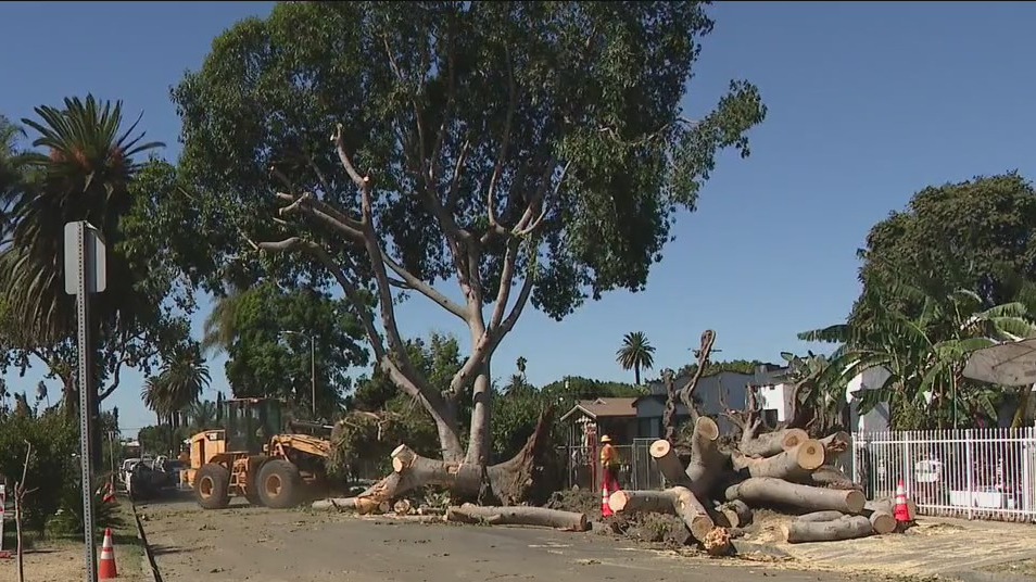 Residents say trail of destruction left by Monday's strong winds in South LA could have been avoided