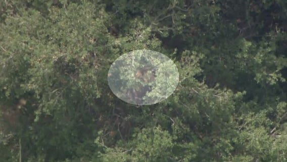 Bear stuck in tree in Pasadena