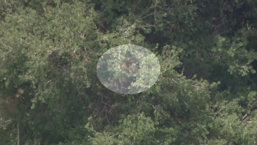 Bear stuck in tree in Pasadena