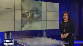 Family in Pacoima claims neighbor won't return lost French Bulldog