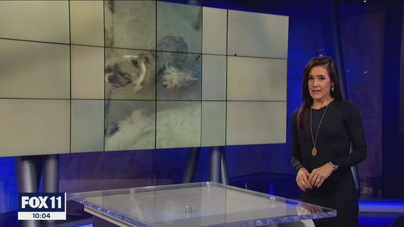 Family in Pacoima claims neighbor won't return lost French Bulldog