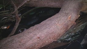 Large tree falls at The Greek Theatre; dozens of cars impacted, 1 hurt