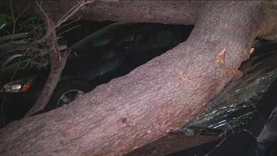 Large tree falls at The Greek Theatre; dozens of cars impacted, 1 hurt