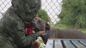 Detroit Animal Care is waiving all adoption and license fees in an empty the shelter event