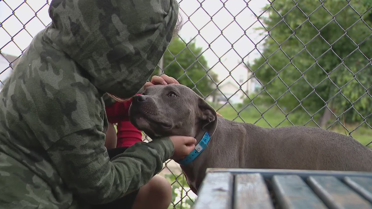 Detroit Animal Care is waiving all adoption and license fees in an empty the shelter event