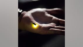 Could Fireflies Be Heading Toward Extinction?