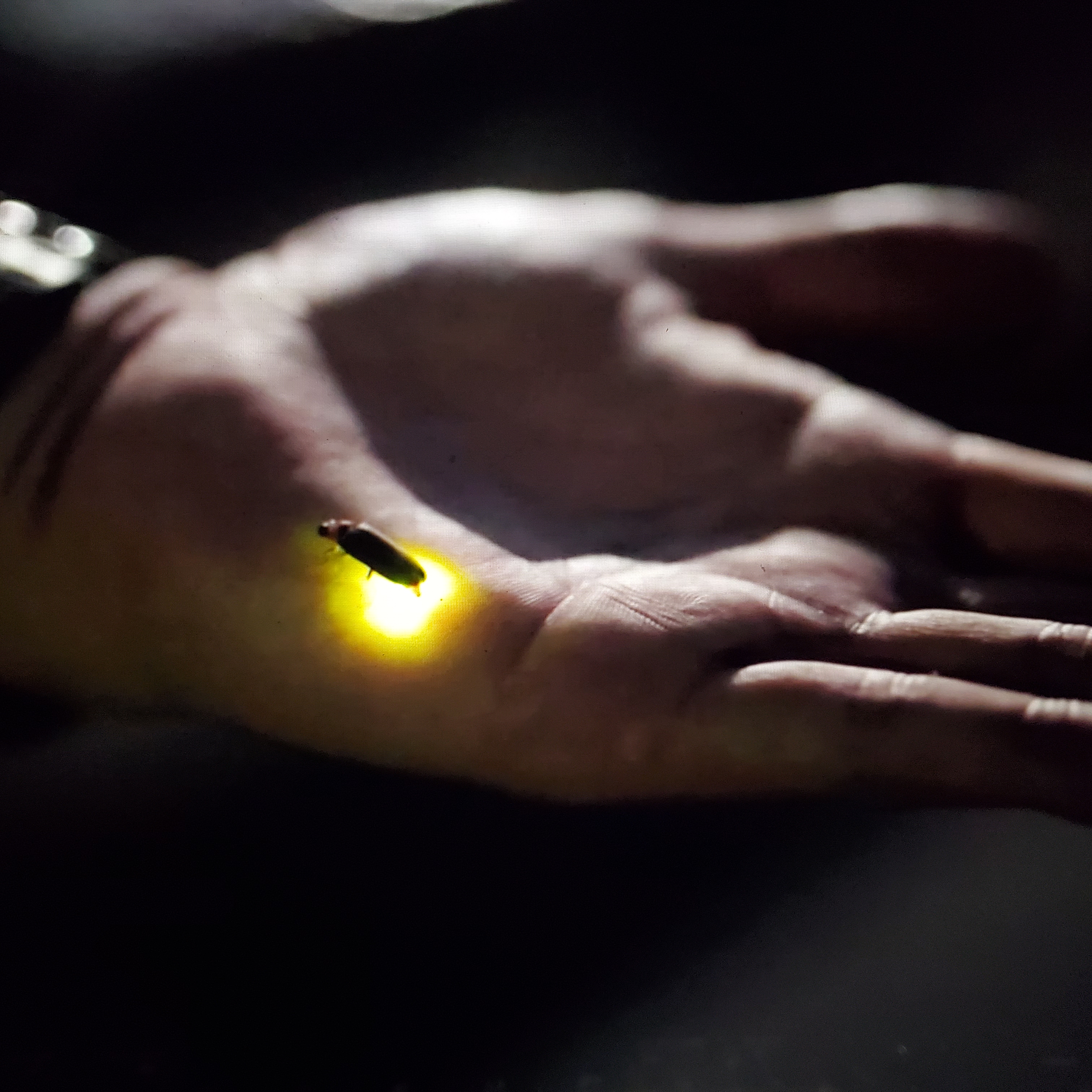Could Fireflies Be Heading Toward Extinction?