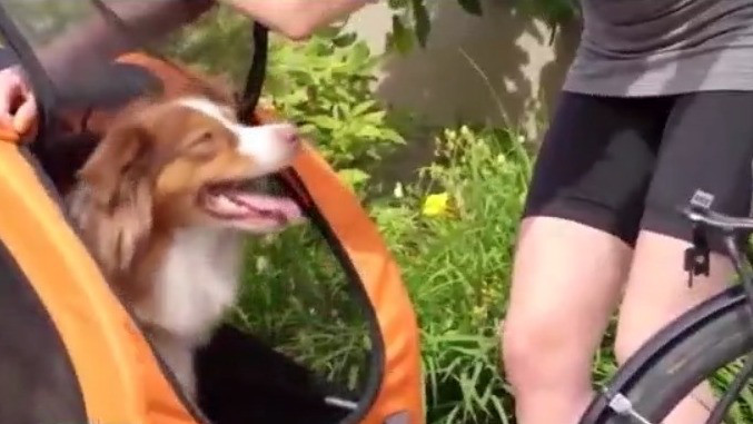 Dog trailer for your bike