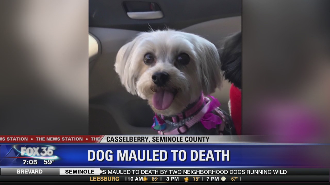 Dog mauled to death | FOX 51 Gainesville