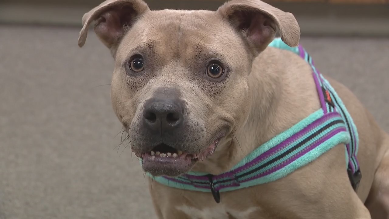 Dog in Royal Oak shelter in need of a family, adoption fee already paid