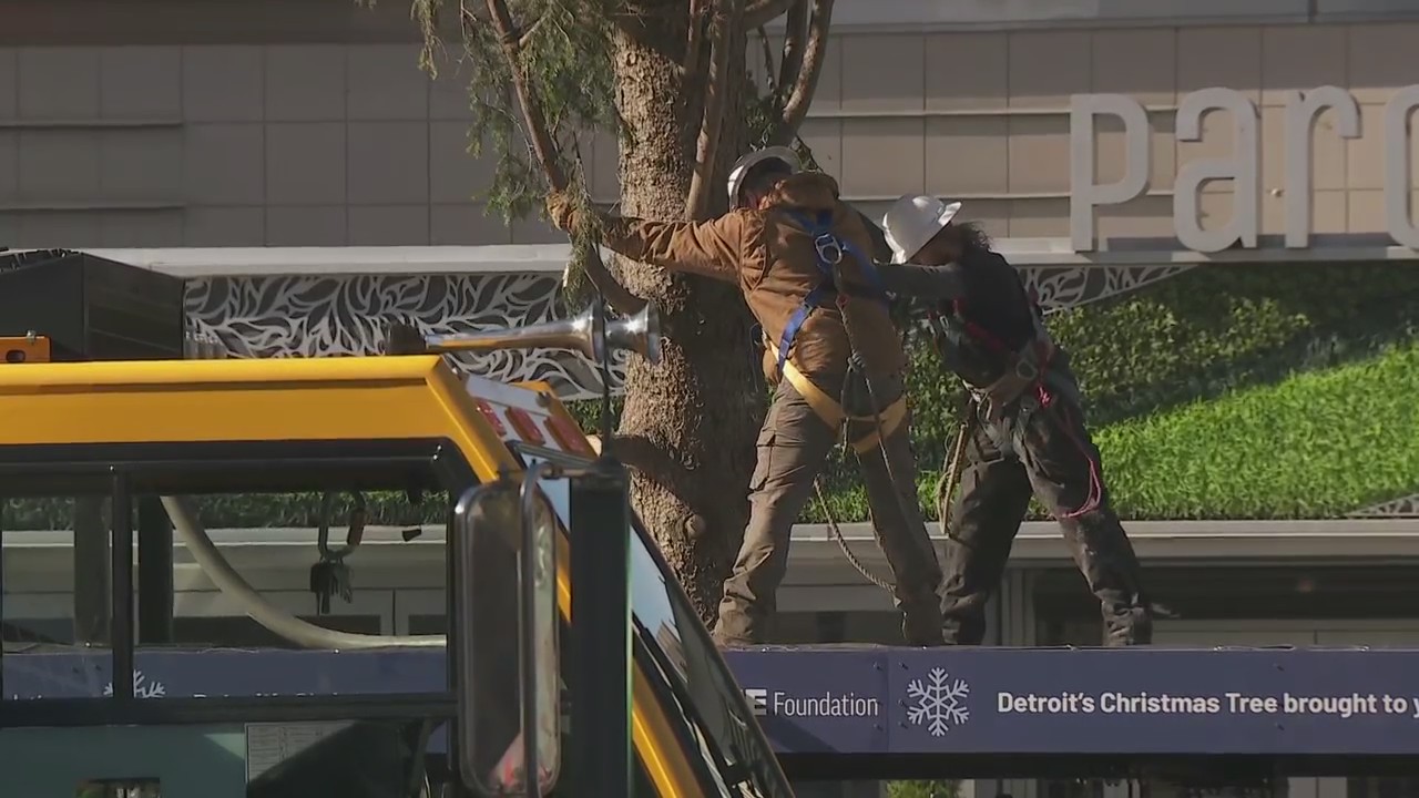 Christmas tree lifted into Campus Martius