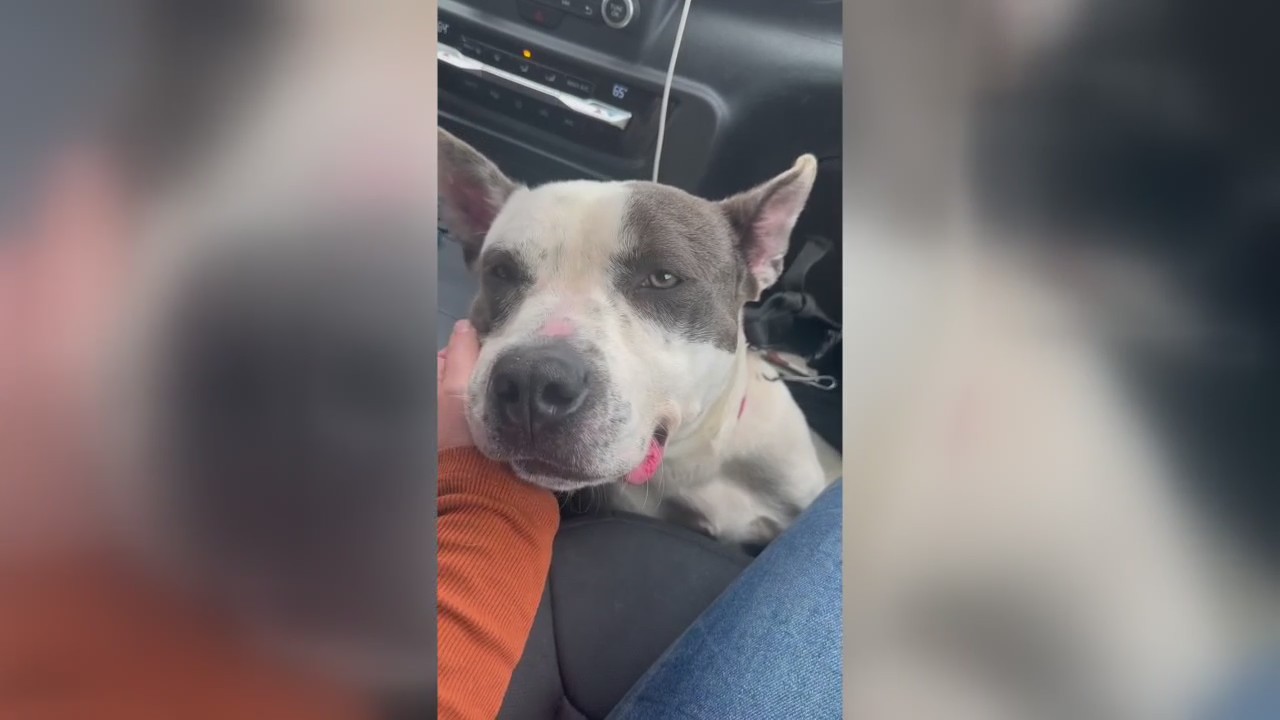 Abandoned dog rescued by FOX 2 crew is ready for a new home