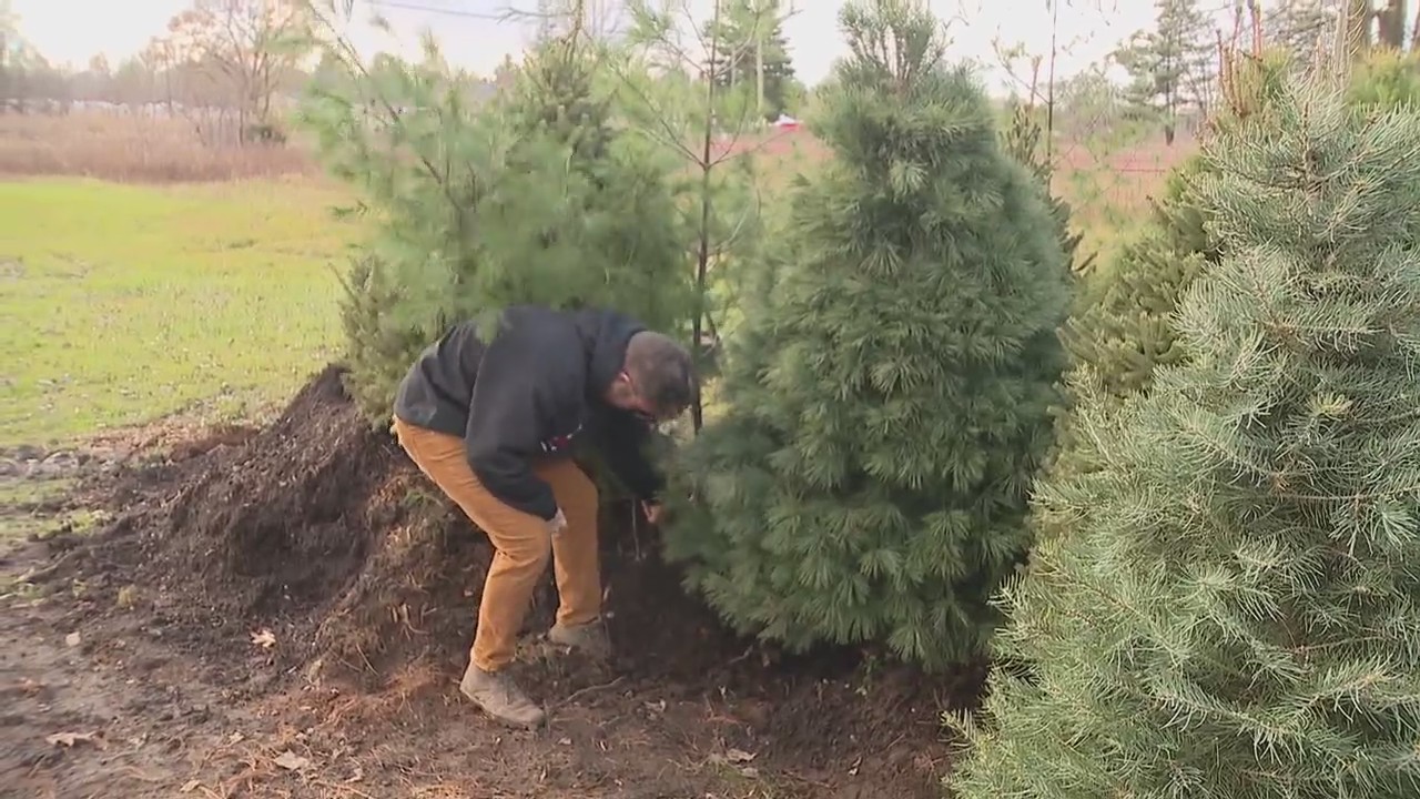 Evergreen Express is making real Christmas trees reusable, affordable