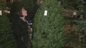 Last-minute Christmas tree shopping in Southern California