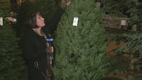 Last-minute Christmas tree shopping in Southern California