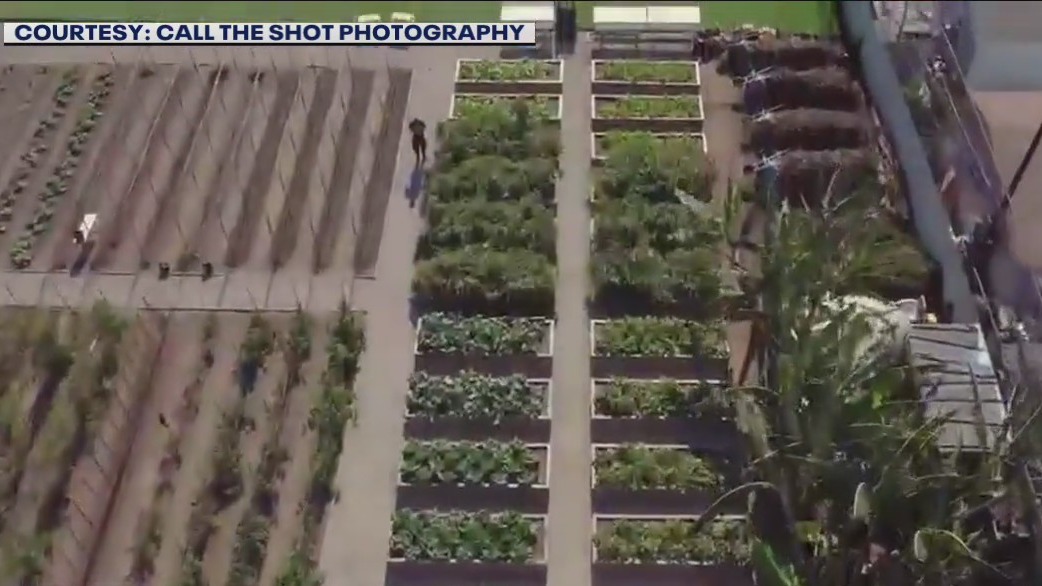 ALMA Backyard Farms: Fighting food insecurity and more