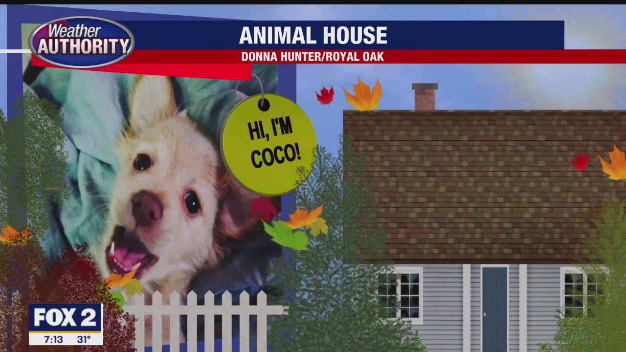 Meet Coco Bojangles | FOX 2 Detroit