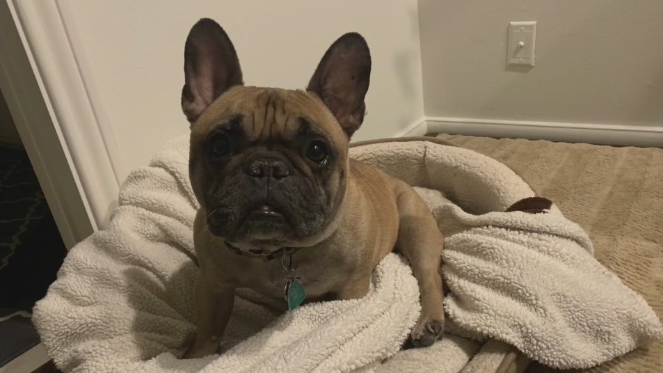 French bulldog stolen from West Hollywood man
