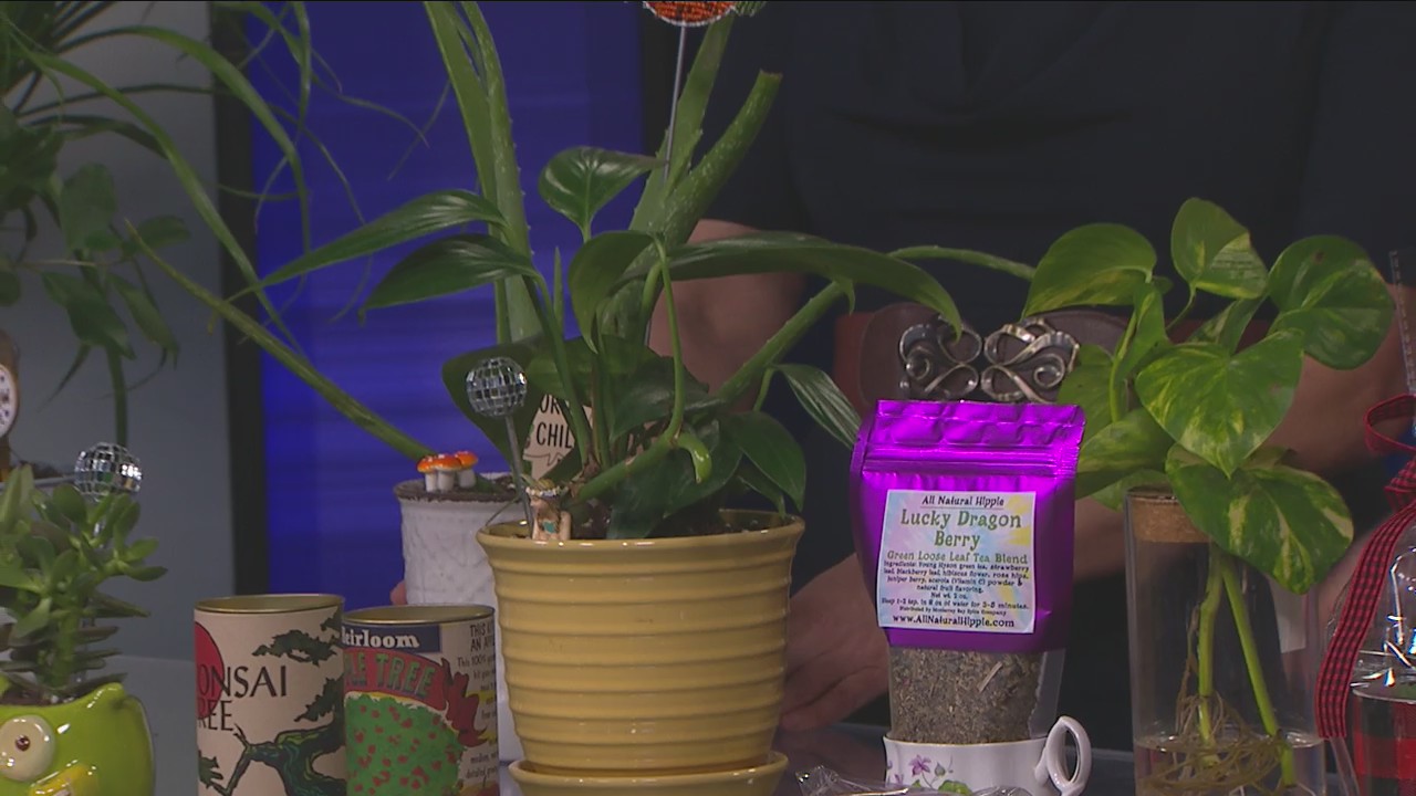 All Natural Hippie shares care tips for house plants and holiday gift ideas