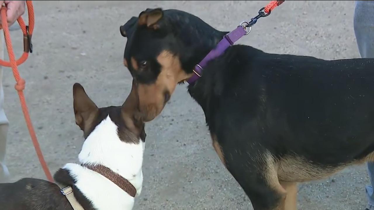 Learn more about the 'Live Large' big dog adoption campaign