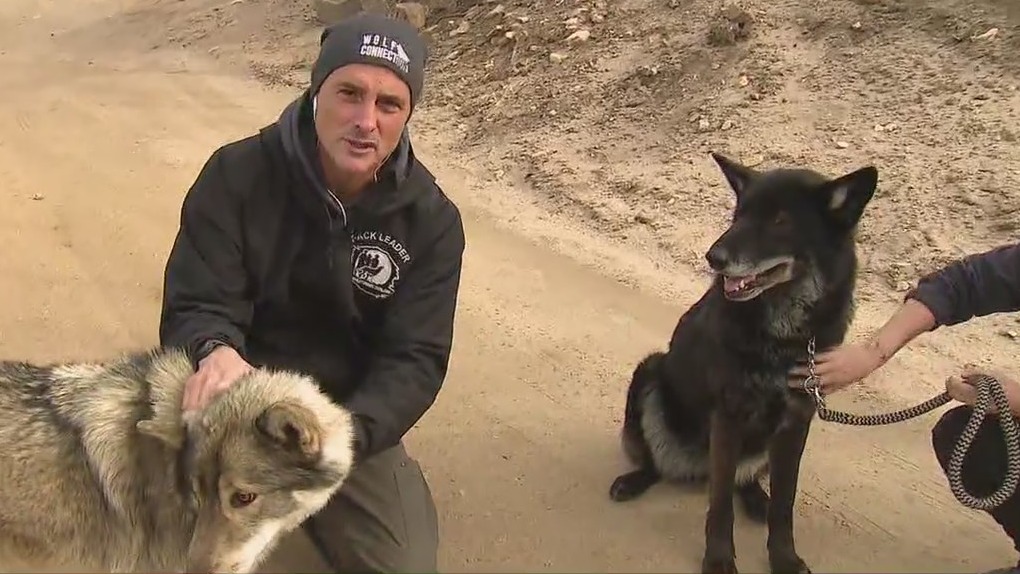 How to maintain positive mental health with the help of wolves