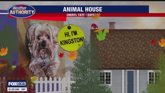 Meet Kingston Jamaica