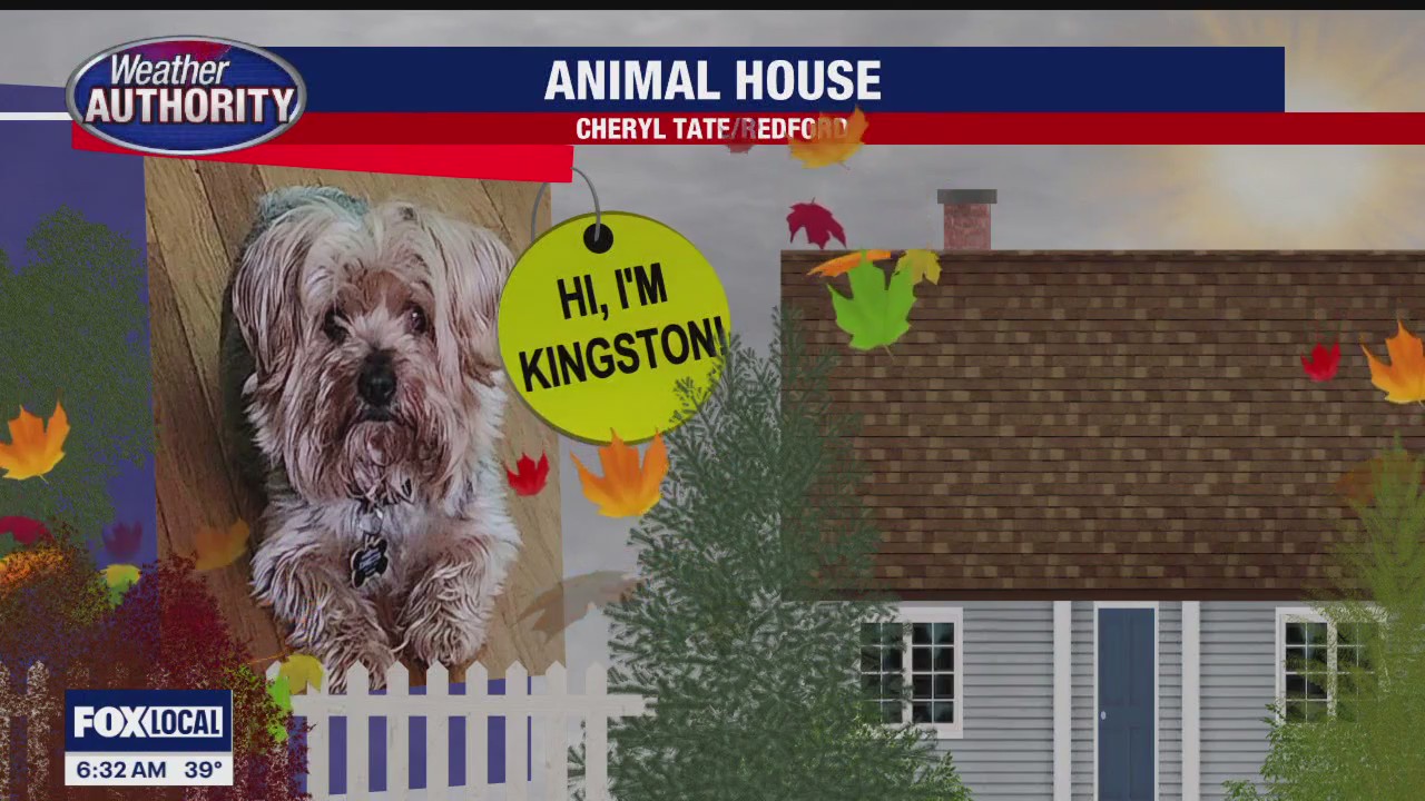 Meet Kingston Jamaica