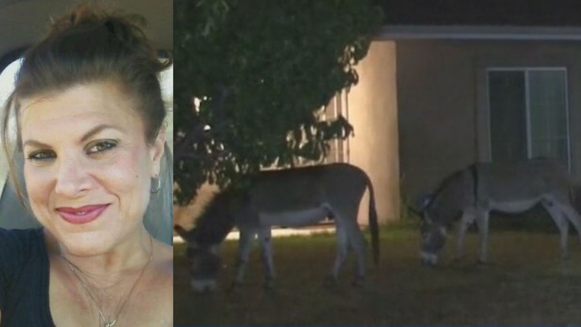 Vehicle vs wild donkey accidents on the rise in the IE, with 1 crash resulting in woman's death