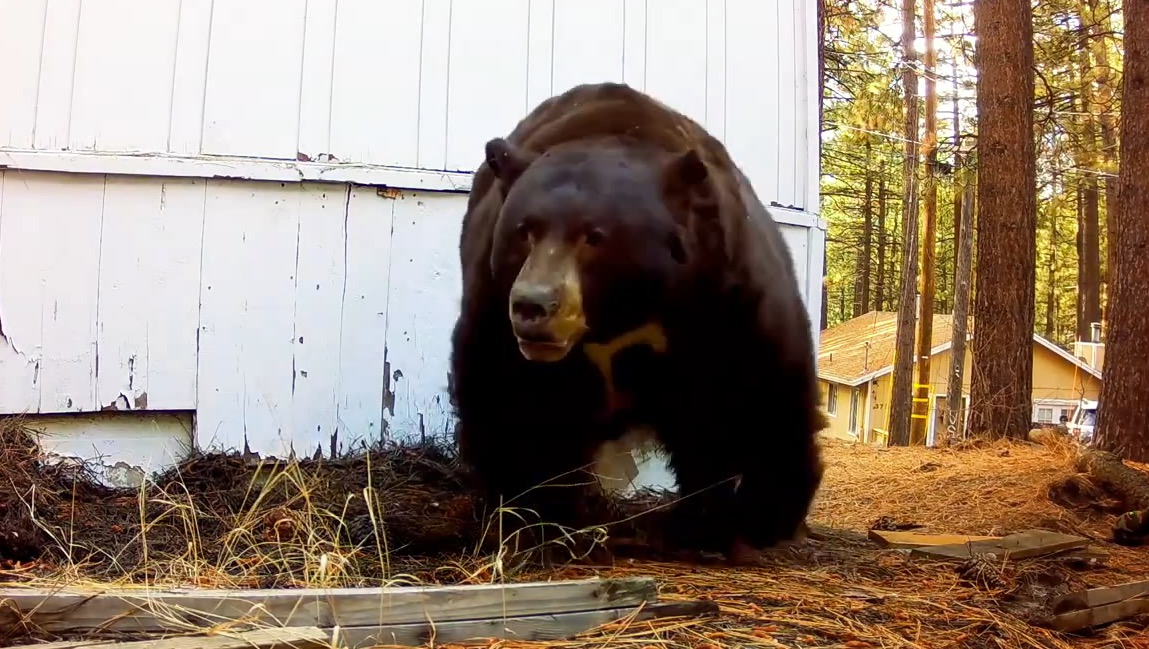Man evicts bear from crawlspace with paint ball gun