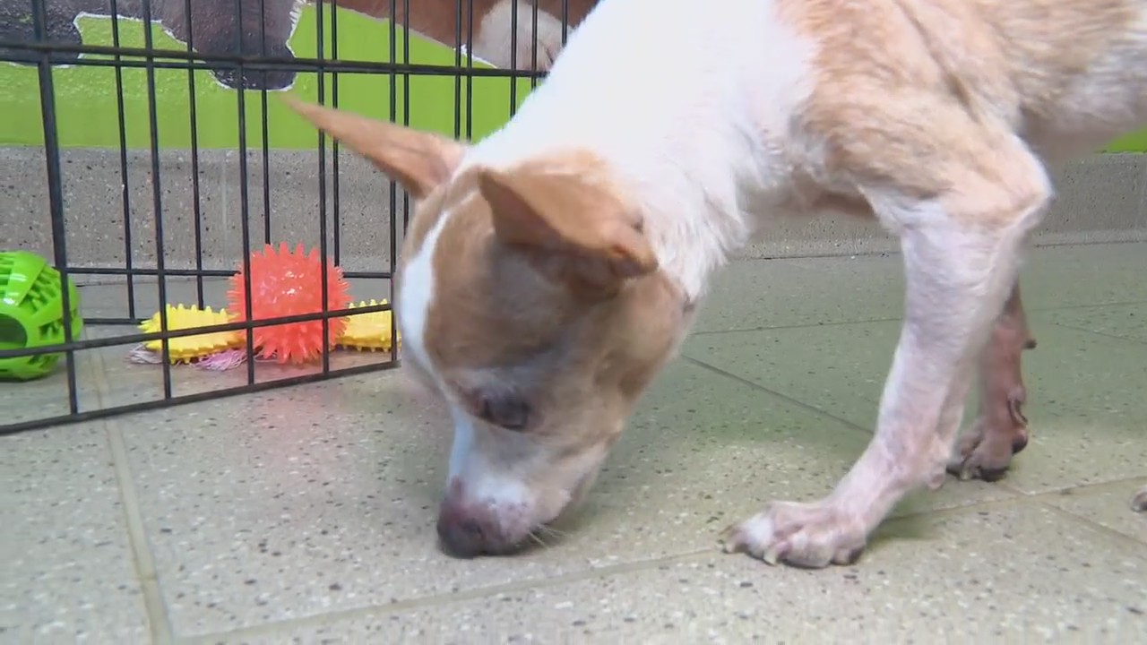 Aging chihuahua left in dumpster in Taylor