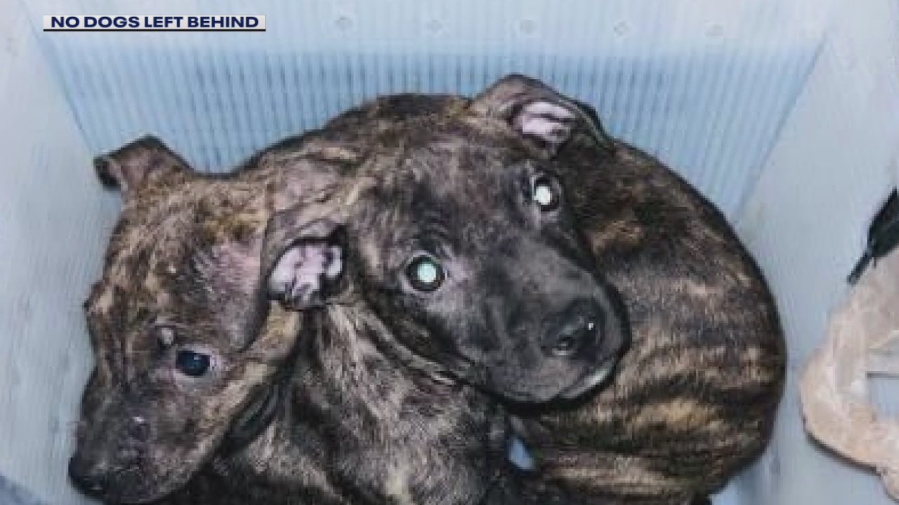 Two pit bull mix puppies found dumped in a mailbox outside Troy post office