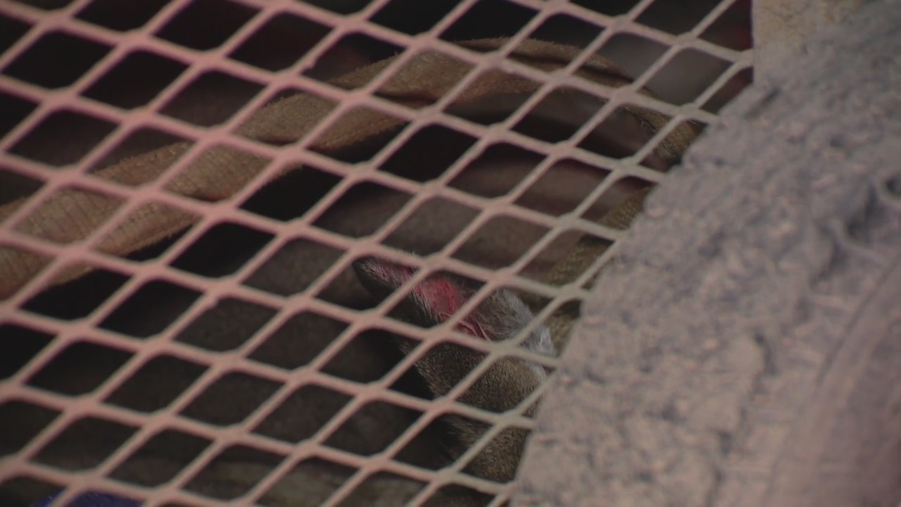 City of Livonia: Dead deer on private property must be handled by homeowners