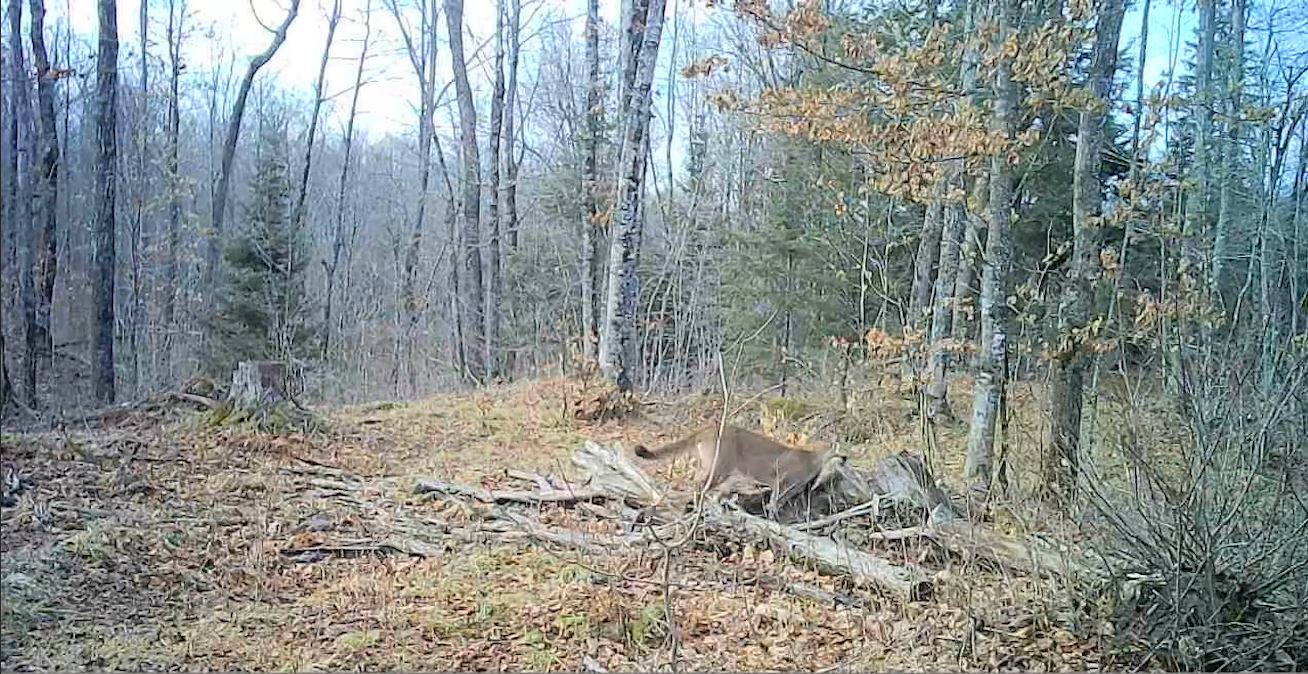 Cougar spotted dragging deer after catching it on camera