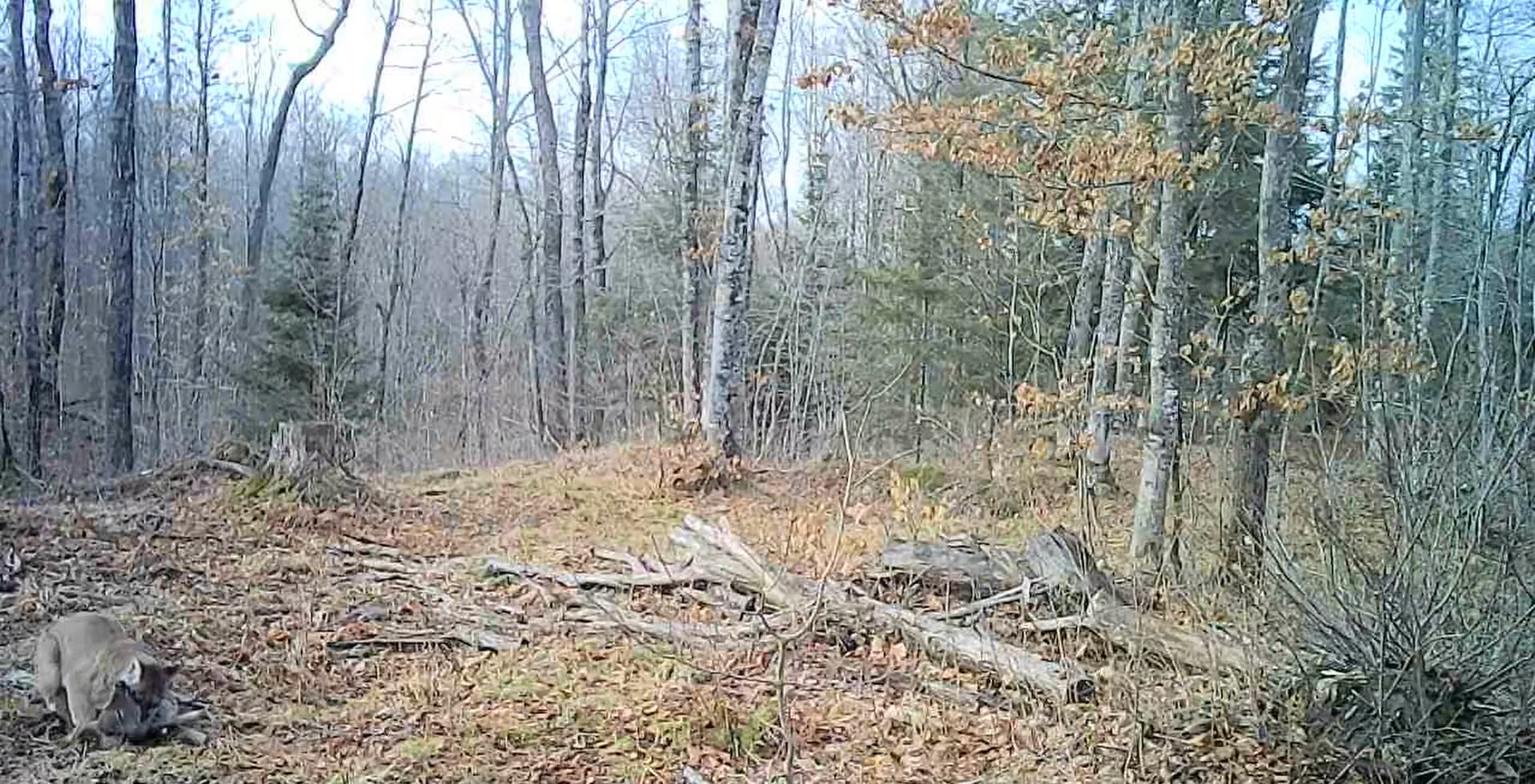 Trail camera films cougar hunting deer