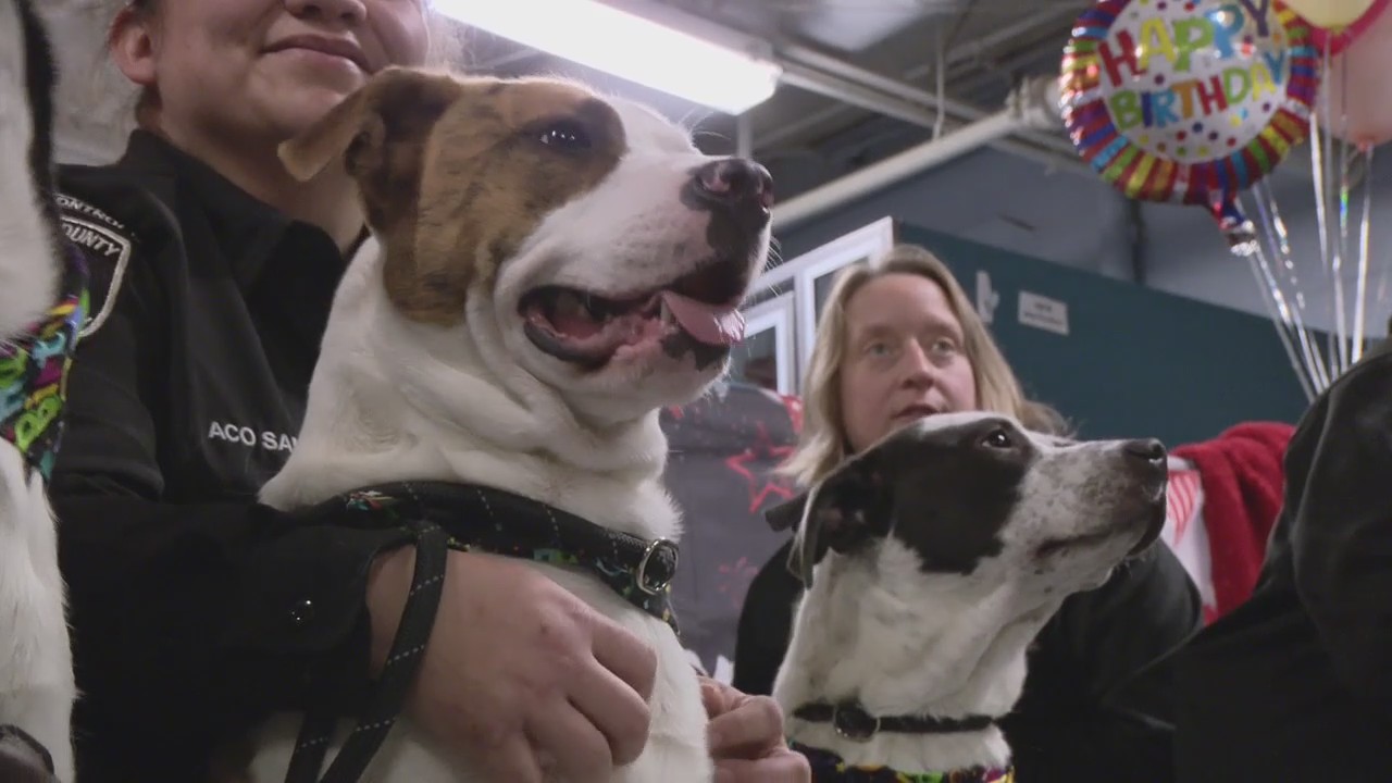 Six pups turn 1 year old at Macomb County Animal Control while waiting to be adopted