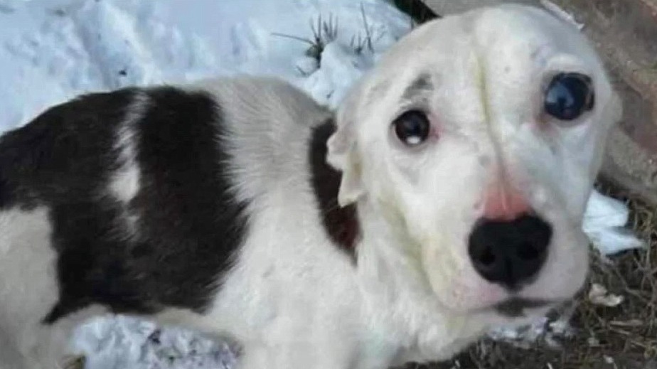 Several Detroit dogs rescued from cold weather, snow