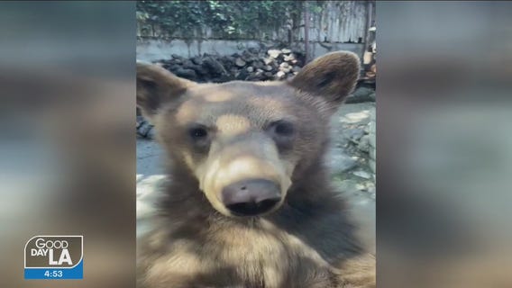 WATCH: Bears open car door of man with corned beef sandwich
