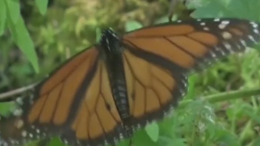It?s butterfly season at the Kidspace Children's Museum in Pasadena