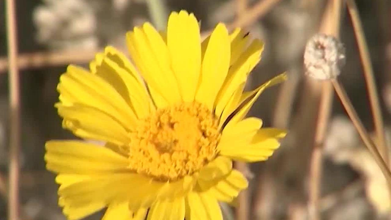 Tips on how to survive allergy season